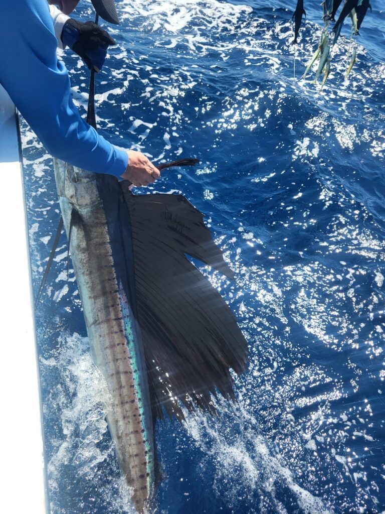 Sailfish Stripes