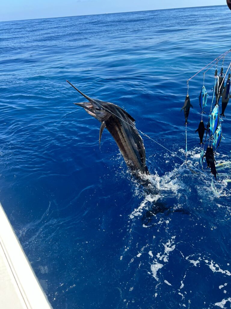 Dancin' Sailfish