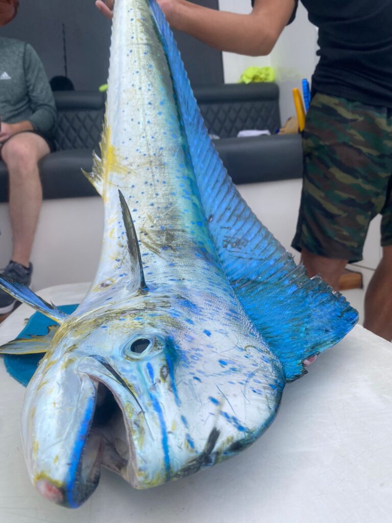 Mahi Mahi